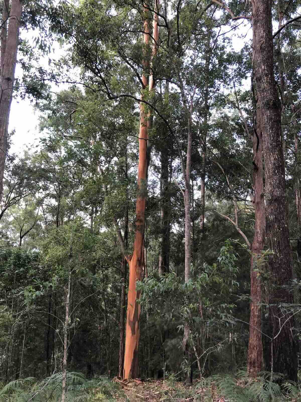 NSW koalas for carbon credits plan survives with federal Greens' support