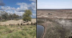 “We don’t simply see turbines:” Grazier says hosting wind farms eases pressure on land and helps prepare for drought